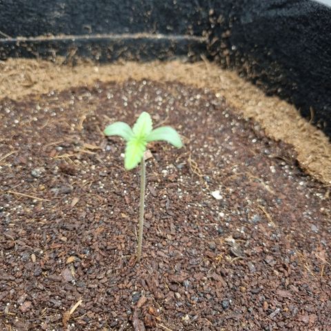 Apple strudel auto 420fb growlog timeline photo