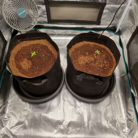 Apple strudel auto 420fb growlog timeline photo
