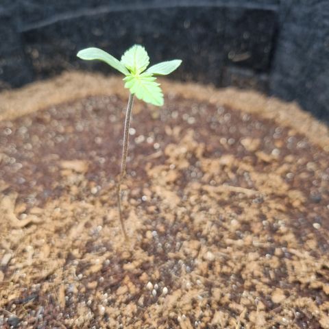 Apple strudel auto 420fb growlog timeline photo