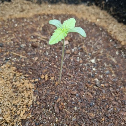 Apple strudel auto 420fb growlog timeline photo