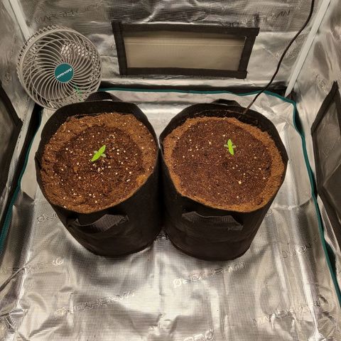 Apple strudel auto 420fb growlog timeline photo