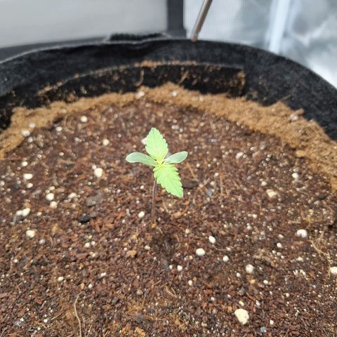 Apple strudel auto 420fb growlog timeline photo