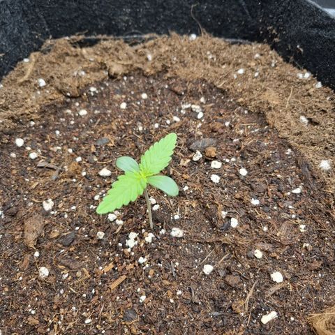 Apple strudel auto 420fb growlog timeline photo
