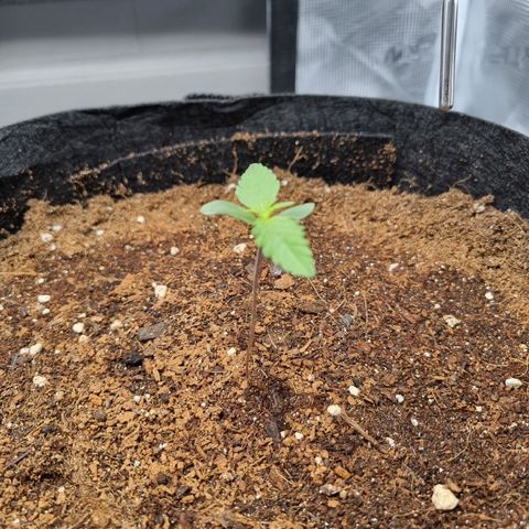 Apple strudel auto 420fb growlog timeline photo