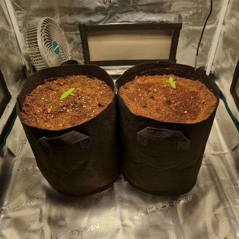 Apple strudel auto 420fb growlog timeline photo