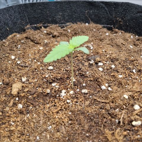 Apple strudel auto 420fb growlog timeline photo