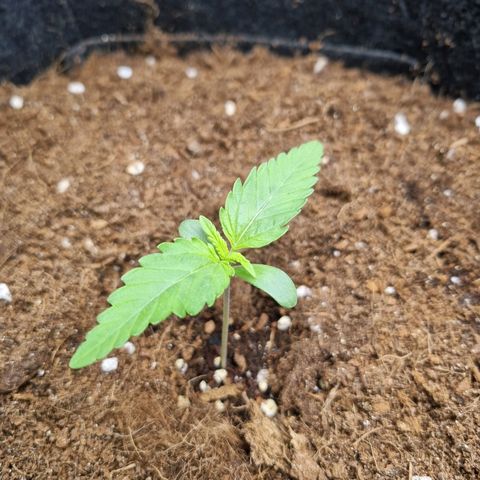 Apple strudel auto 420fb growlog timeline photo