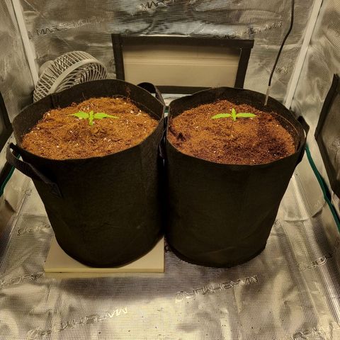 Apple strudel auto 420fb growlog timeline photo