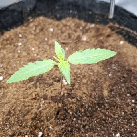 Apple strudel auto 420fb growlog timeline photo