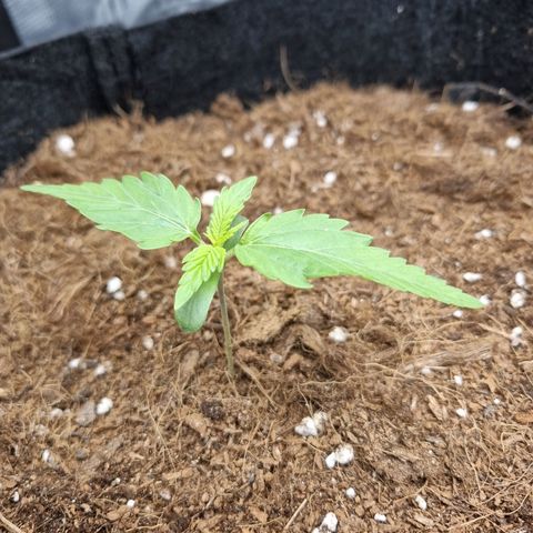 Apple strudel auto 420fb growlog timeline photo