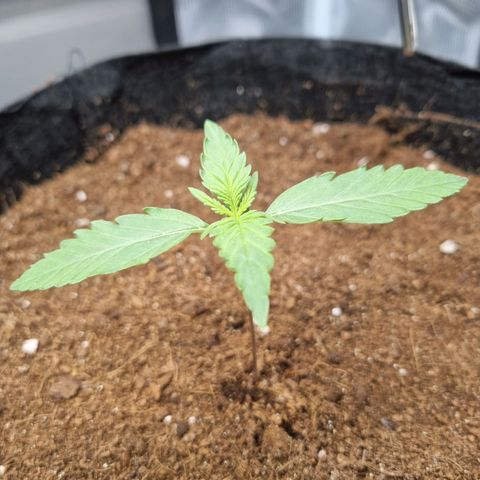 Apple strudel auto 420fb growlog timeline photo