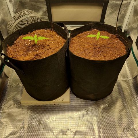 Apple strudel auto 420fb growlog timeline photo