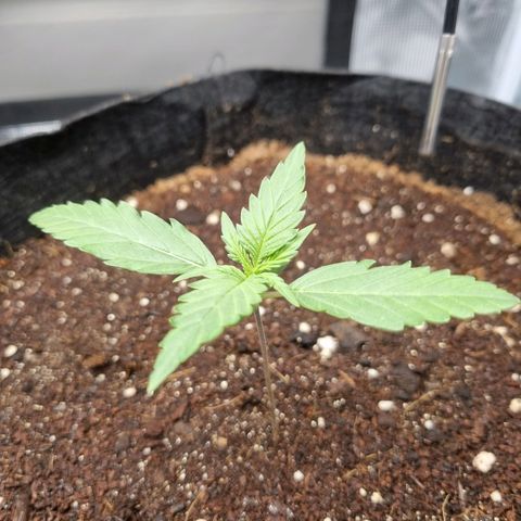 Apple strudel auto 420fb growlog timeline photo