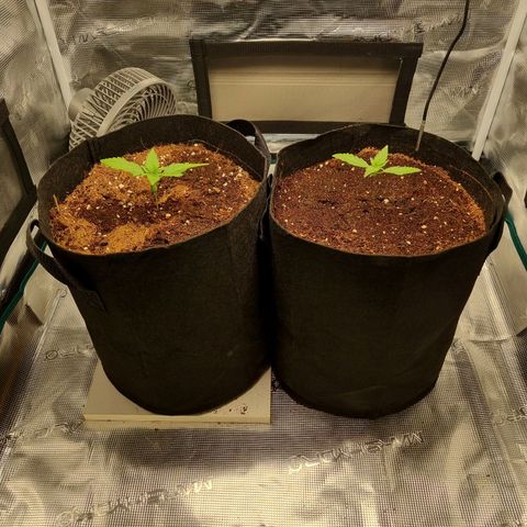 Apple strudel auto 420fb growlog timeline photo