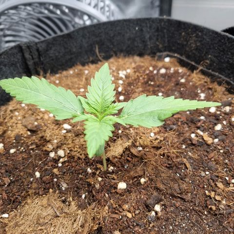 Apple strudel auto 420fb growlog timeline photo