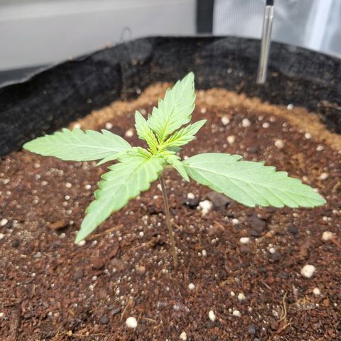 Apple strudel auto 420fb growlog timeline photo