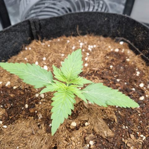 Apple strudel auto 420fb growlog timeline photo