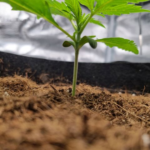 Apple strudel auto 420fb growlog timeline photo