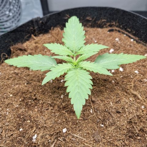 Apple strudel auto 420fb growlog timeline photo