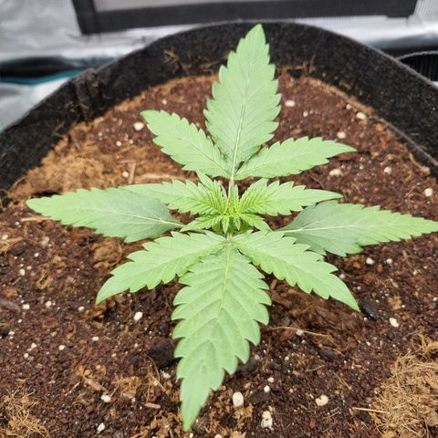 Apple strudel auto 420fb growlog timeline photo