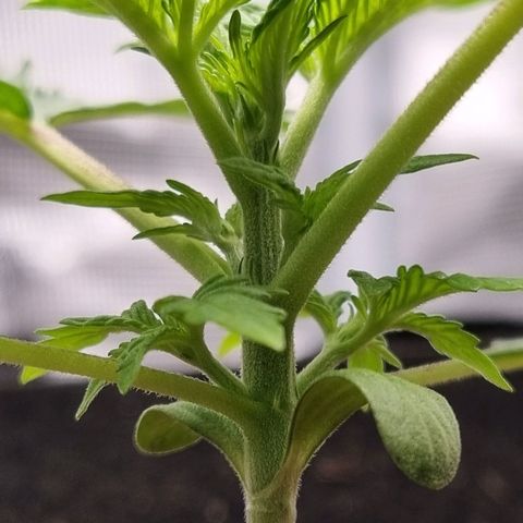 Apple strudel auto 420fb growlog timeline photo