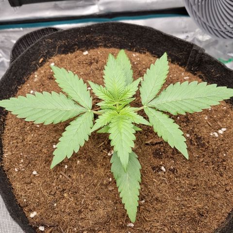 Apple strudel auto 420fb growlog timeline photo
