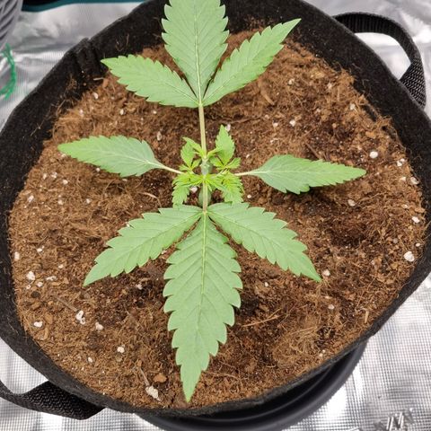 Apple strudel auto 420fb growlog timeline photo