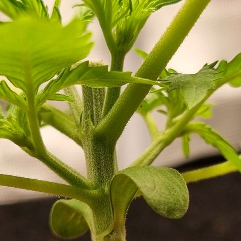 Apple strudel auto 420fb growlog timeline photo