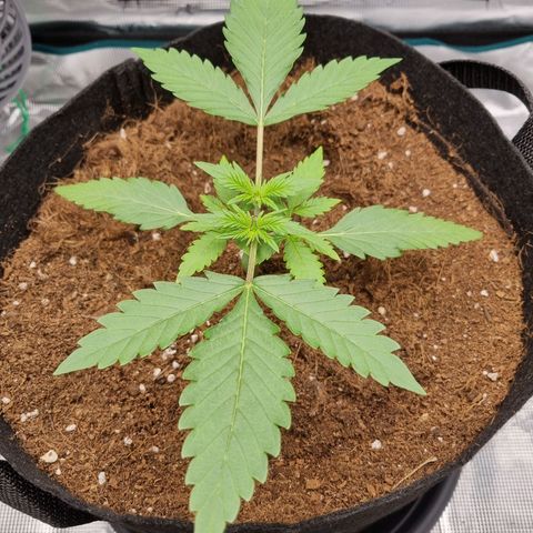 Apple strudel auto 420fb growlog timeline photo