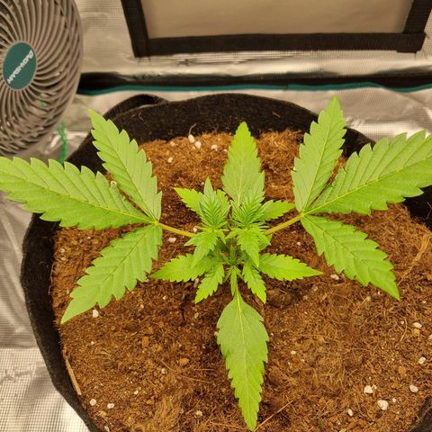 Apple strudel auto 420fb growlog timeline photo