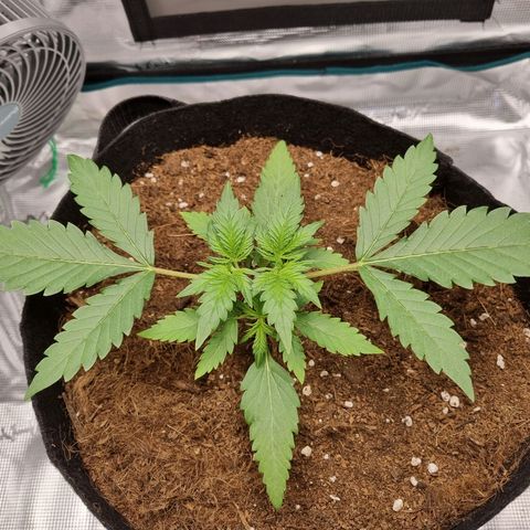 Apple strudel auto 420fb growlog timeline photo
