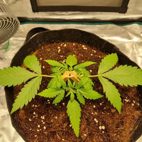 Apple strudel auto 420fb growlog timeline photo