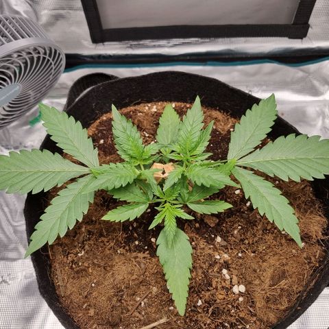 Apple strudel auto 420fb growlog timeline photo