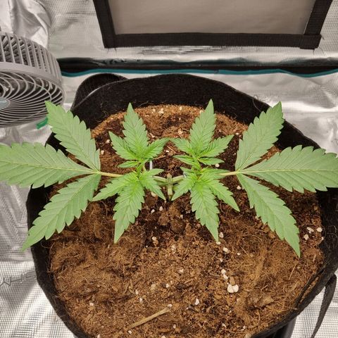 Apple strudel auto 420fb growlog timeline photo