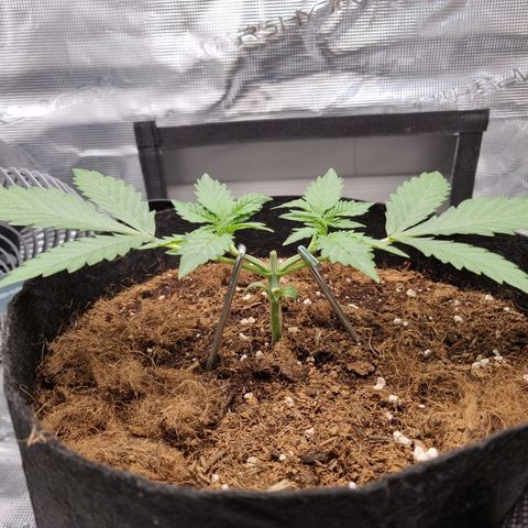 Apple strudel auto 420fb growlog timeline photo