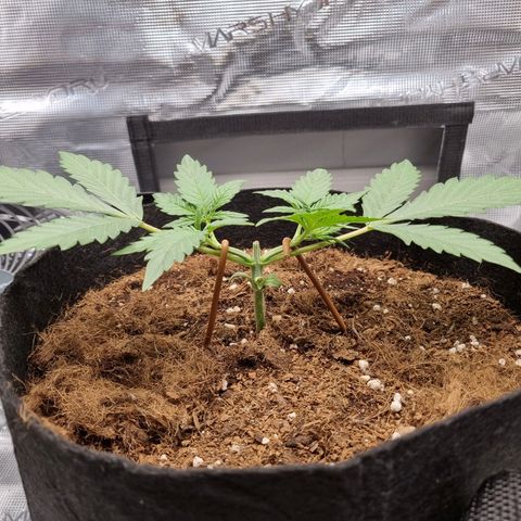 Apple strudel auto 420fb growlog timeline photo