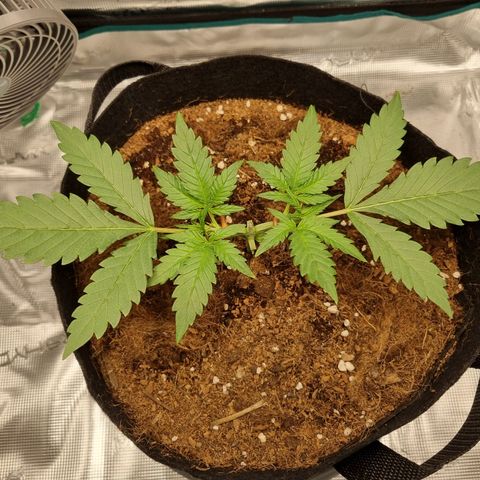 Apple strudel auto 420fb growlog timeline photo