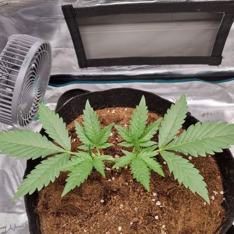 Apple strudel auto 420fb growlog timeline photo