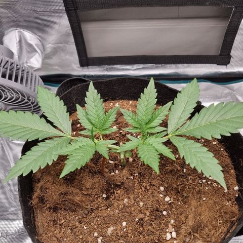 Apple strudel auto 420fb growlog timeline photo