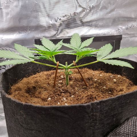 Apple strudel auto 420fb growlog timeline photo
