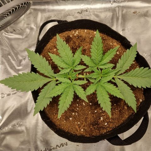 Apple strudel auto 420fb growlog timeline photo