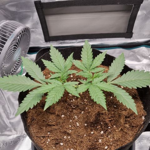 Apple strudel auto 420fb growlog timeline photo