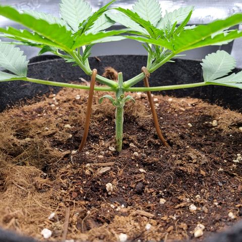 Apple strudel auto 420fb growlog timeline photo