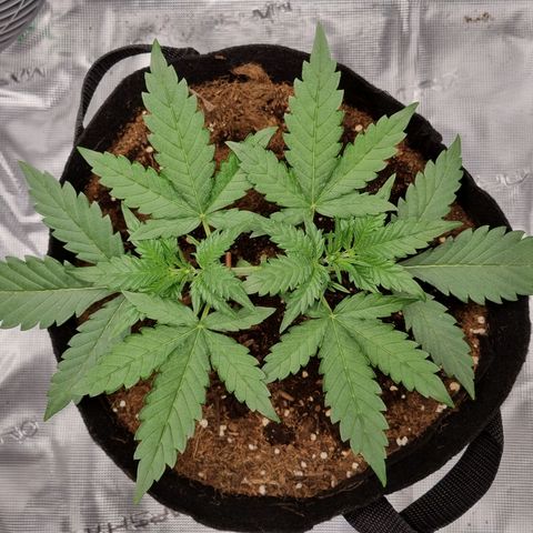 Apple strudel auto 420fb growlog timeline photo