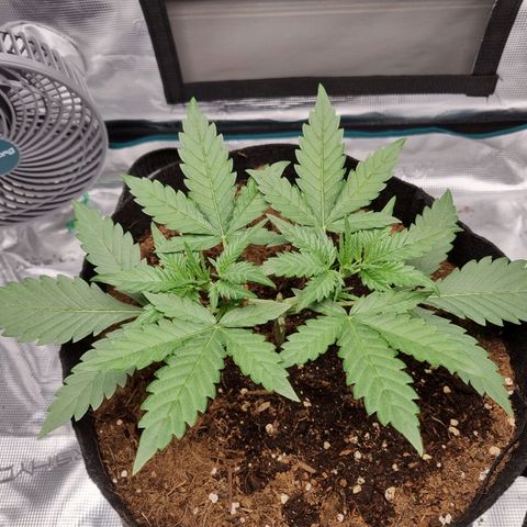 Apple strudel auto 420fb growlog timeline photo