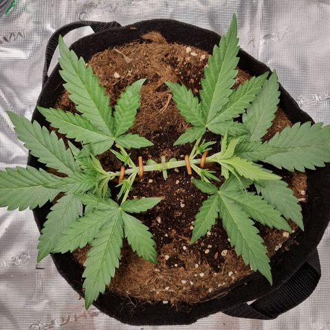 Apple strudel auto 420fb growlog timeline photo
