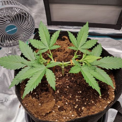 Apple strudel auto 420fb growlog timeline photo