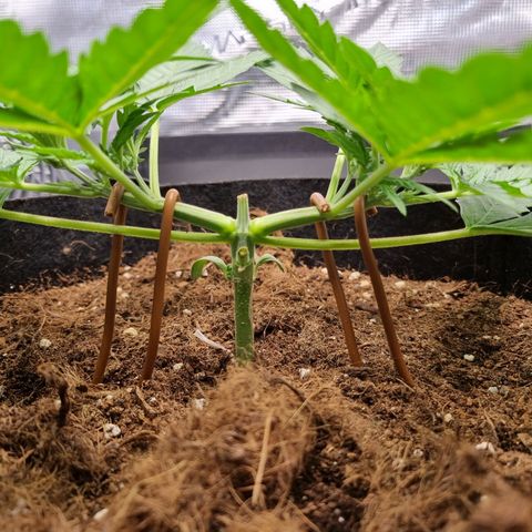 Apple strudel auto 420fb growlog timeline photo