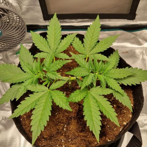 Apple strudel auto 420fb growlog timeline photo
