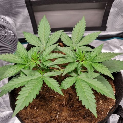 Apple strudel auto 420fb growlog timeline photo